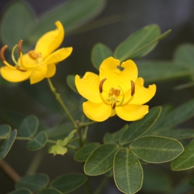 Senna pendula var. glabrata (Easter Cassia) at Currarong, NSW - 24 Apr 2011 by HarveyPerkins