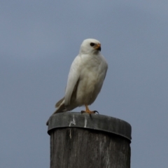 Tachyspiza novaehollandiae (Grey Goshawk) at Mayfield, NSW - 25 Apr 2011 by HarveyPerkins