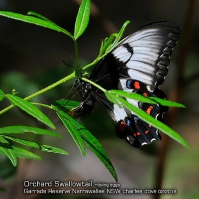 Papilio aegeus (Orchard Swallowtail, Large Citrus Butterfly) at Undefined - 12 Feb 2018 by CharlesDove