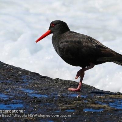 Haematopus fuliginosus (Sooty Oystercatcher) at South Pacific Heathland Reserve - 7 Feb 2018 by CharlesDove