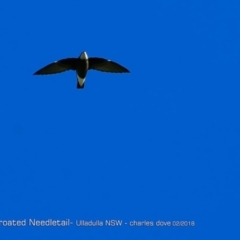 Hirundapus caudacutus (White-throated Needletail) at South Pacific Heathland Reserve - 10 Feb 2018 by Charles Dove