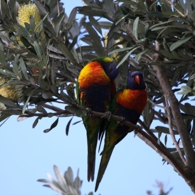 Trichoglossus moluccanus (Rainbow Lorikeet) at Currarong, NSW - 23 Apr 2011 by HarveyPerkins