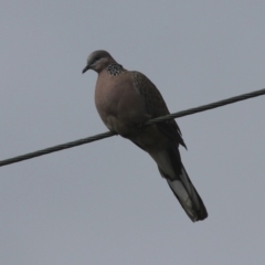 Spilopelia chinensis (Spotted Dove) at Mayfield, NSW - 25 Apr 2011 by HarveyPerkins