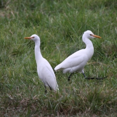 Bubulcus coromandus (Eastern Cattle Egret) at Mayfield, NSW - 25 Apr 2011 by HarveyPerkins