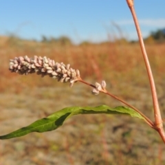 Persicaria lapathifolia (Pale Knotweed) at Point Hut to Tharwa - 9 Apr 2018 by MichaelBedingfield