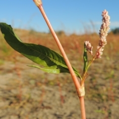 Persicaria lapathifolia at Paddys River, ACT - 9 Apr 2018 06:09 PM