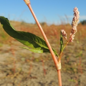 Persicaria lapathifolia at Paddys River, ACT - 9 Apr 2018 06:09 PM