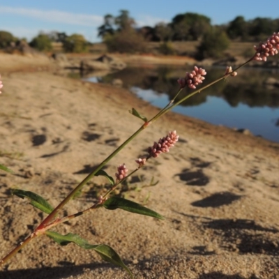 Persicaria decipiens (Slender Knotweed) at Paddys River, ACT - 9 Apr 2018 by michaelb