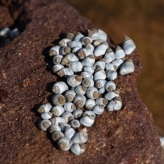 Austrolittorina unifasciata (Blue Australwink) at Currarong, NSW - 26 Apr 2011 by HarveyPerkins