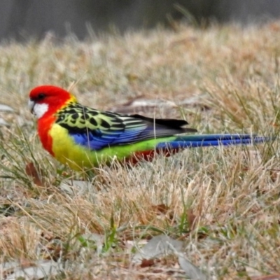 Platycercus eximius (Eastern Rosella) at Wanniassa Hills Open Space - 12 May 2018 by RodDeb