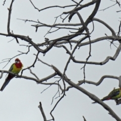 Platycercus eximius at Wanniassa, ACT - 12 May 2018