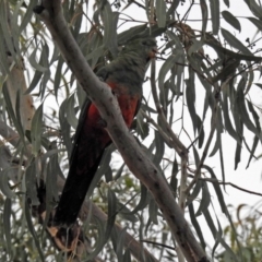 Alisterus scapularis (Australian King-Parrot) at Wanniassa, ACT - 12 May 2018 by RodDeb