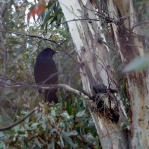 Ptilonorhynchus violaceus at Hughes, ACT - 12 May 2018