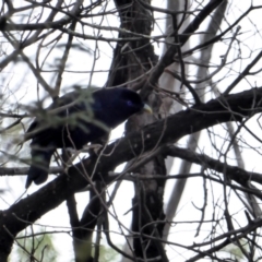 Ptilonorhynchus violaceus at Hughes, ACT - 12 May 2018 02:34 PM