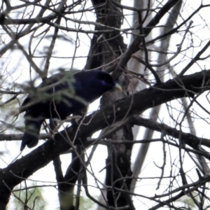 Ptilonorhynchus violaceus at Hughes, ACT - 12 May 2018