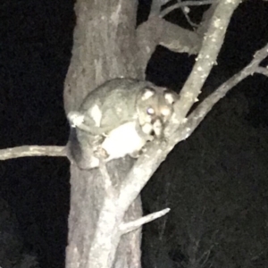 Trichosurus vulpecula at Bungendore, NSW - 12 May 2018