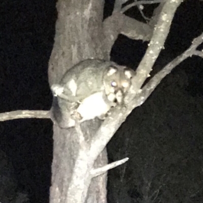 Trichosurus vulpecula (Common Brushtail Possum) at Bungendore, NSW - 12 May 2018 by yellowboxwoodland