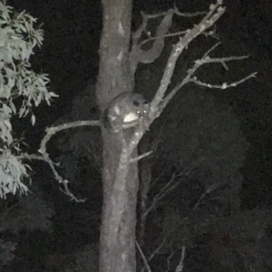 Trichosurus vulpecula at Bungendore, NSW - 12 May 2018