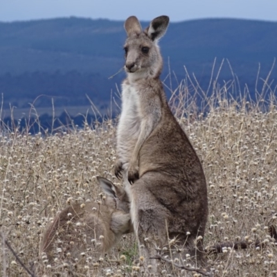 Macropus giganteus (Eastern Grey Kangaroo) at Red Hill Nature Reserve - 12 May 2018 by roymcd