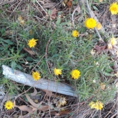 Xerochrysum viscosum (Sticky Everlasting) at Deakin, ACT - 10 May 2018 by JackyF