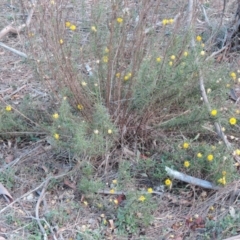 Xerochrysum viscosum at Deakin, ACT - 10 May 2018