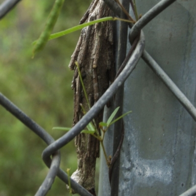 Metura elongatus (Saunders' case moth) at Cotter River, ACT - 6 Feb 2011 by KMcCue