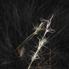 Aristida ramosa (Purple Wire Grass) at O'Connor, ACT - 6 May 2018 by JanetRussell