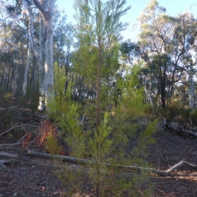 Exocarpos cupressiformis (Cherry Ballart) at O'Connor, ACT - 6 May 2018 by JanetRussell