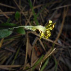 Goodenia hederacea subsp. hederacea at O'Connor, ACT - 6 May 2018