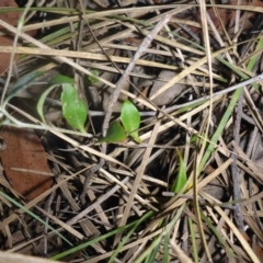 Goodenia hederacea subsp. hederacea at O'Connor, ACT - 6 May 2018