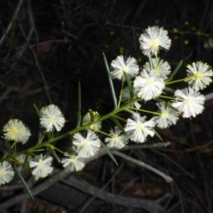 Acacia genistifolia (Early Wattle) at O'Connor, ACT - 6 May 2018 by JanetRussell