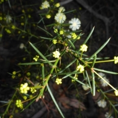 Acacia genistifolia at O'Connor, ACT - 6 May 2018