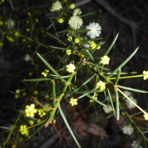 Acacia genistifolia at O'Connor, ACT - 6 May 2018 04:52 PM