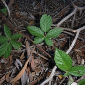 Rubus anglocandicans at O'Connor, ACT - 6 May 2018 04:56 PM