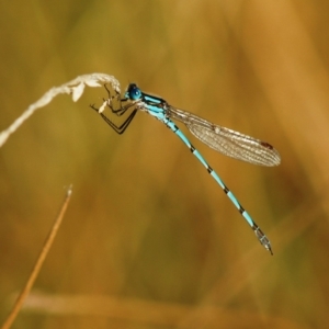 Austrolestes annulosus at Stromlo, ACT - 6 Mar 2005