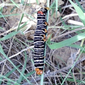 Comocrus behri at Molonglo River Reserve - 26 Feb 2011