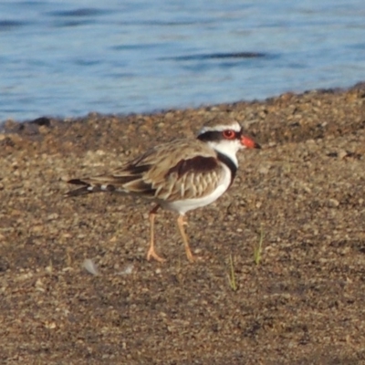 Charadrius melanops (Black-fronted Dotterel) at Point Hut to Tharwa - 10 Mar 2018 by MichaelBedingfield