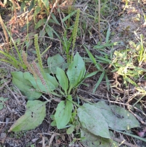 Plantago major at Point Hut to Tharwa - 9 Apr 2018 06:54 PM