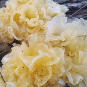 Tremella fuciformis at Pambula, NSW - 13 May 2018 09:43 AM