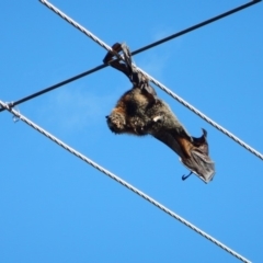 Pteropus poliocephalus (Grey-headed Flying-fox) at Macquarie, ACT - 13 May 2018 by CathB