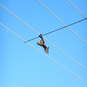 Pteropus poliocephalus at Macquarie, ACT - 13 May 2018