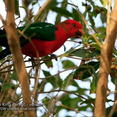 Alisterus scapularis (Australian King-Parrot) at Undefined - 15 Feb 2018 by CharlesDove