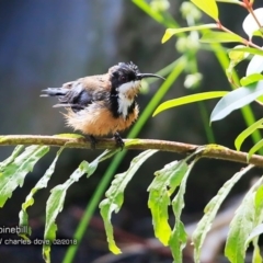 Acanthorhynchus tenuirostris (Eastern Spinebill) at South Pacific Heathland Reserve - 15 Feb 2018 by Charles Dove