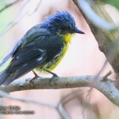 Eopsaltria australis (Eastern Yellow Robin) at Undefined - 15 Feb 2018 by CharlesDove