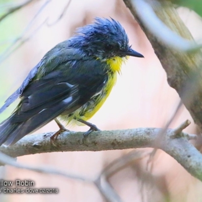 Eopsaltria australis (Eastern Yellow Robin) at Undefined - 15 Feb 2018 by CharlesDove