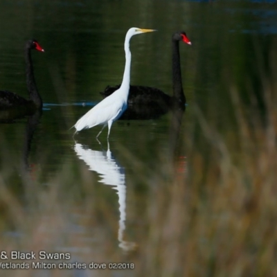 Ardea alba (Great Egret) at Undefined - 13 Feb 2018 by Charles Dove