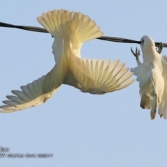 Cacatua sanguinea (Little Corella) at Undefined - 16 Feb 2018 by CharlesDove