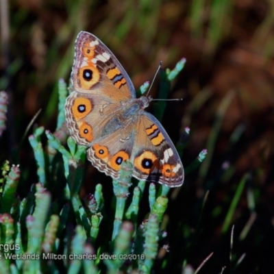 Junonia villida (Meadow Argus) at Undefined - 12 Mar 2018 by CharlesDove