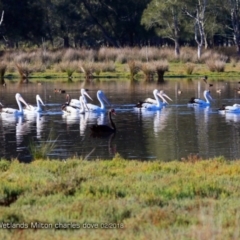 Pelecanus conspicillatus (Australian Pelican) at Undefined - 16 Feb 2018 by CharlesDove