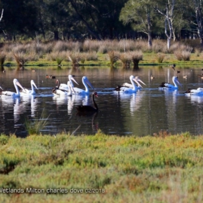 Pelecanus conspicillatus (Australian Pelican) at Undefined - 16 Feb 2018 by CharlesDove